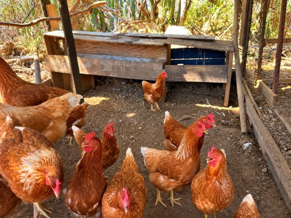Chickens in the garden at Mammaloe’s Aruba