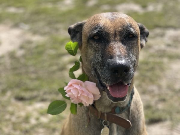 Simba the dog at Mammaloe’s Aruba